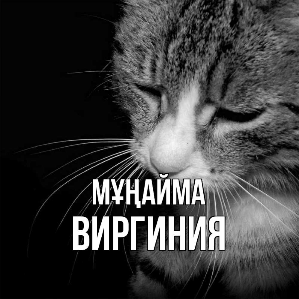 Күн сайын ашық хат с именем, Виргиния Мұңайма грустный котик Онлайн тегін жүктеп алу тілектері бар керемет карта 