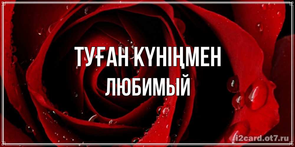 Күн сайын ашық хат с именем, Любимый Туған күніңмен крупная бордовая роза Онлайн тегін жүктеп алу тілектері бар керемет карта 