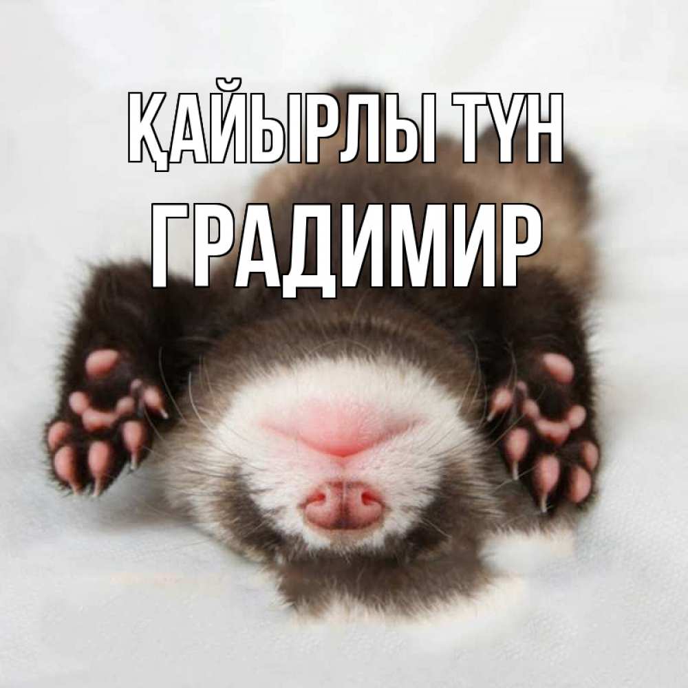 Күн сайын ашық хат с именем, Градимир Қайырлы түн зверек Онлайн тегін жүктеп алу тілектері бар керемет карта 