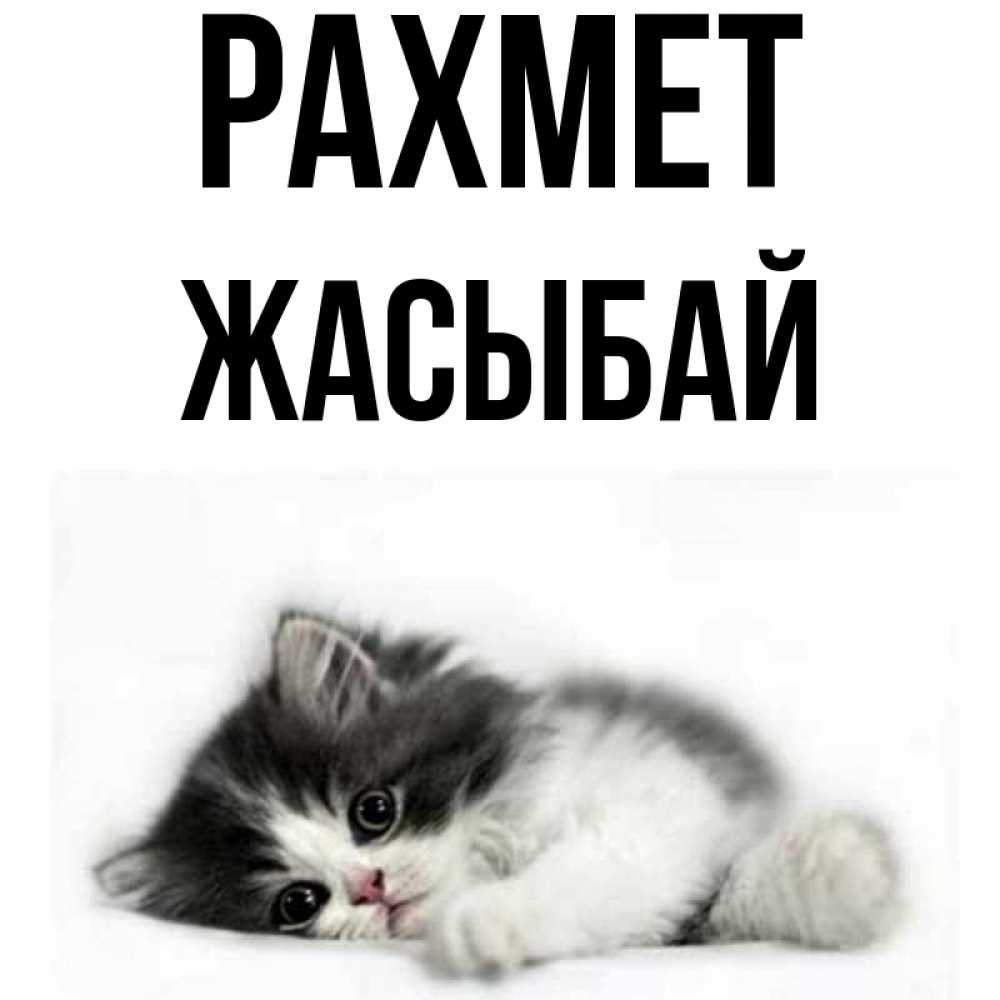 Күн сайын ашық хат с именем, Жасыбай рахмет черный и белый кот Онлайн тегін жүктеп алу тілектері бар керемет карта 