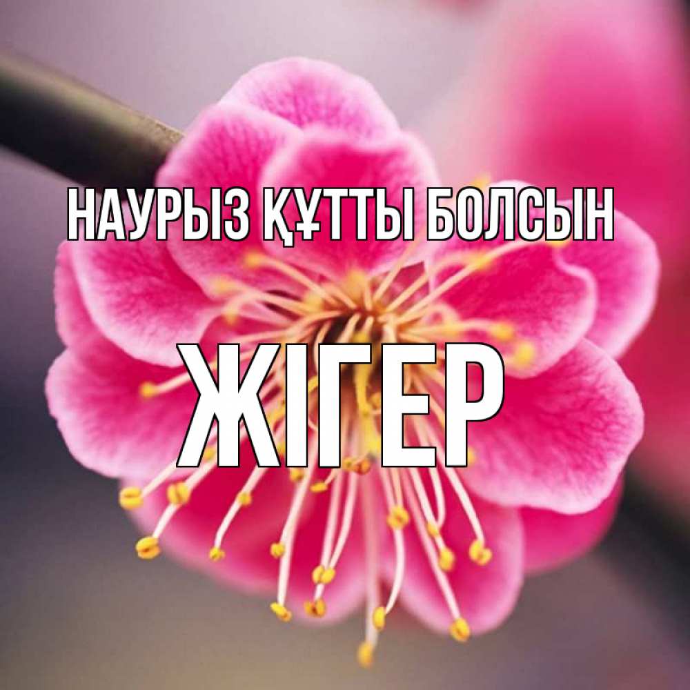Күн сайын ашық хат с именем, Жігер Наурыз құтты болсын цветы Онлайн тегін жүктеп алу тілектері бар керемет карта 