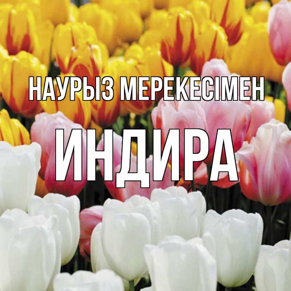 Күн сайын ашық хат с именем, ИНДИРА Наурыз мерекесімен разноцветные цветы Онлайн тегін жүктеп алу тілектері бар керемет карта 