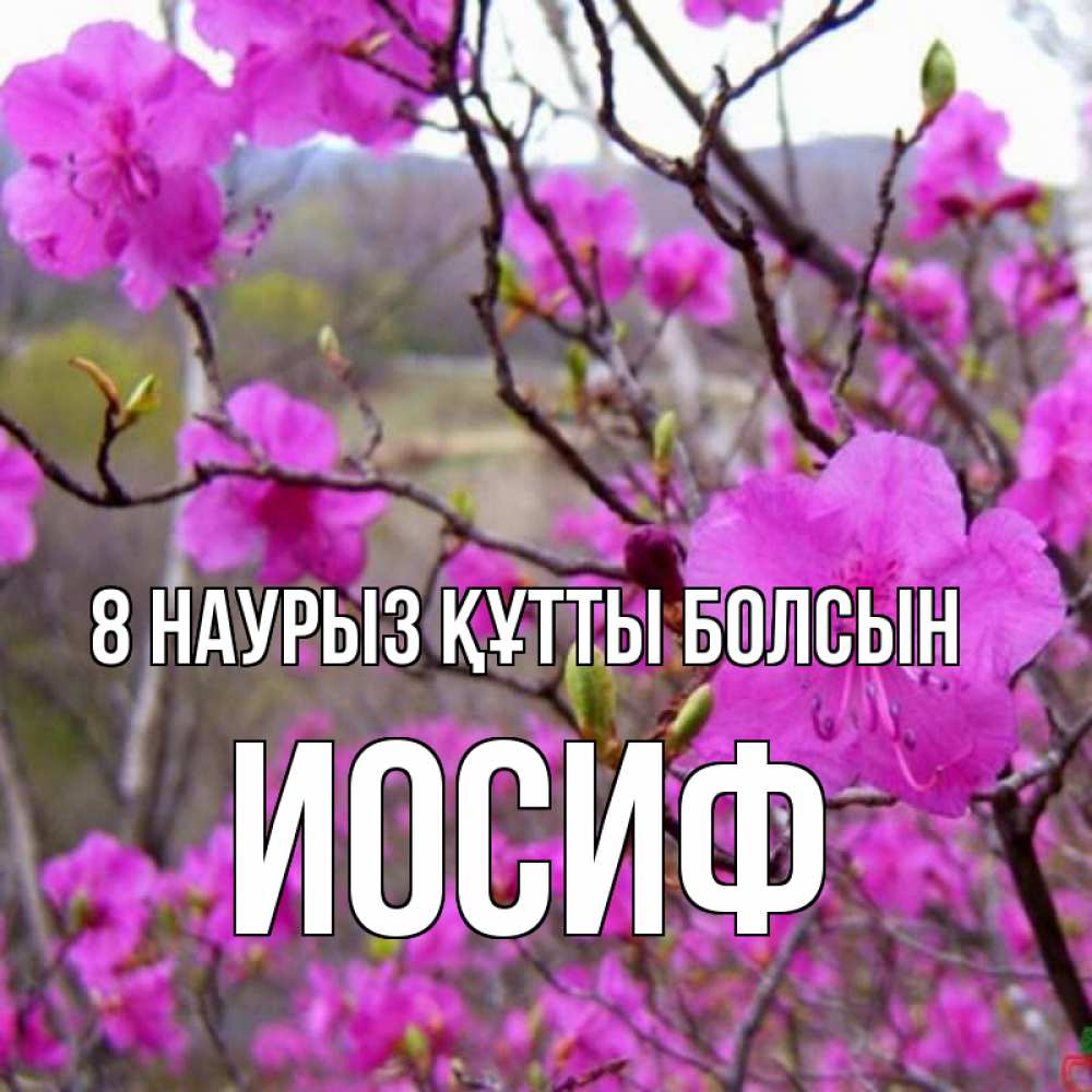 Күн сайын ашық хат с именем, Иосиф 8 наурыз құтты болсын международный женский день Онлайн тегін жүктеп алу тілектері бар керемет карта 