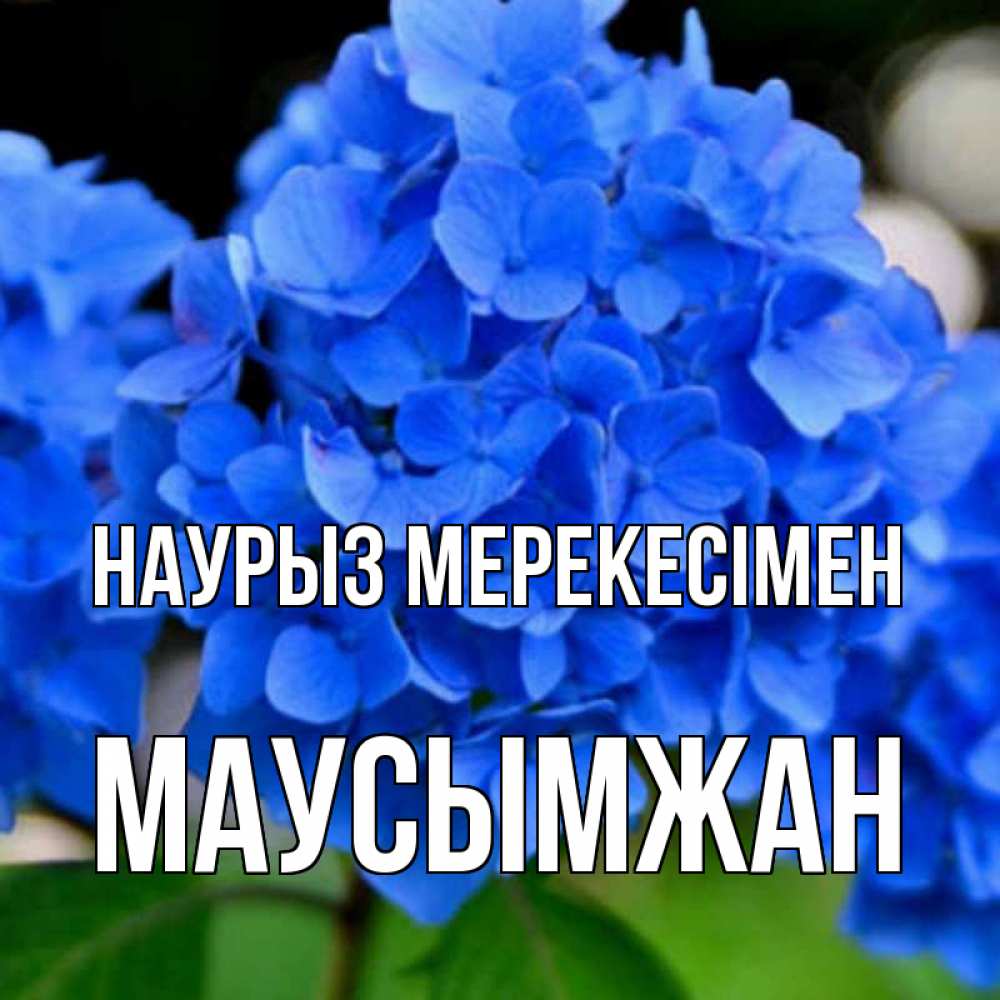 Күн сайын ашық хат с именем, МАУСЫМЖАН Наурыз мерекесімен синие цветы Онлайн тегін жүктеп алу тілектері бар керемет карта 