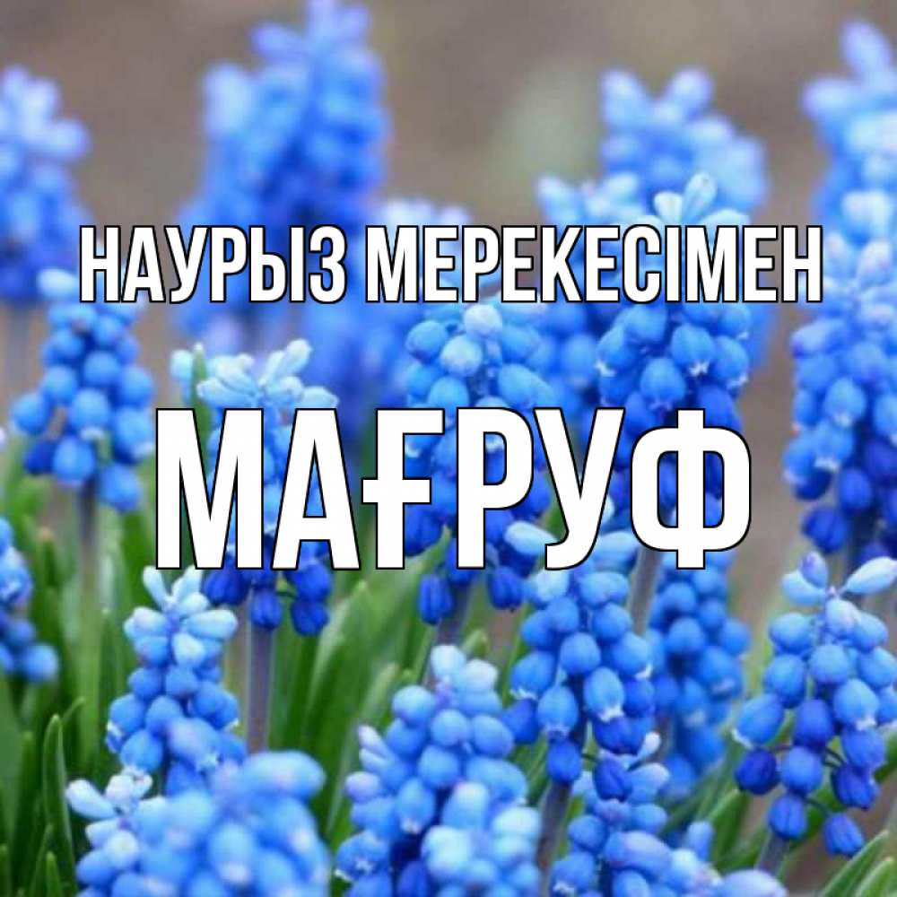 Күн сайын ашық хат с именем, МАҒРУФ Наурыз мерекесімен Поздравительная открытка для женщин с цветами на праздничную дату Онлайн тегін жүктеп алу тілектері бар керемет карта 