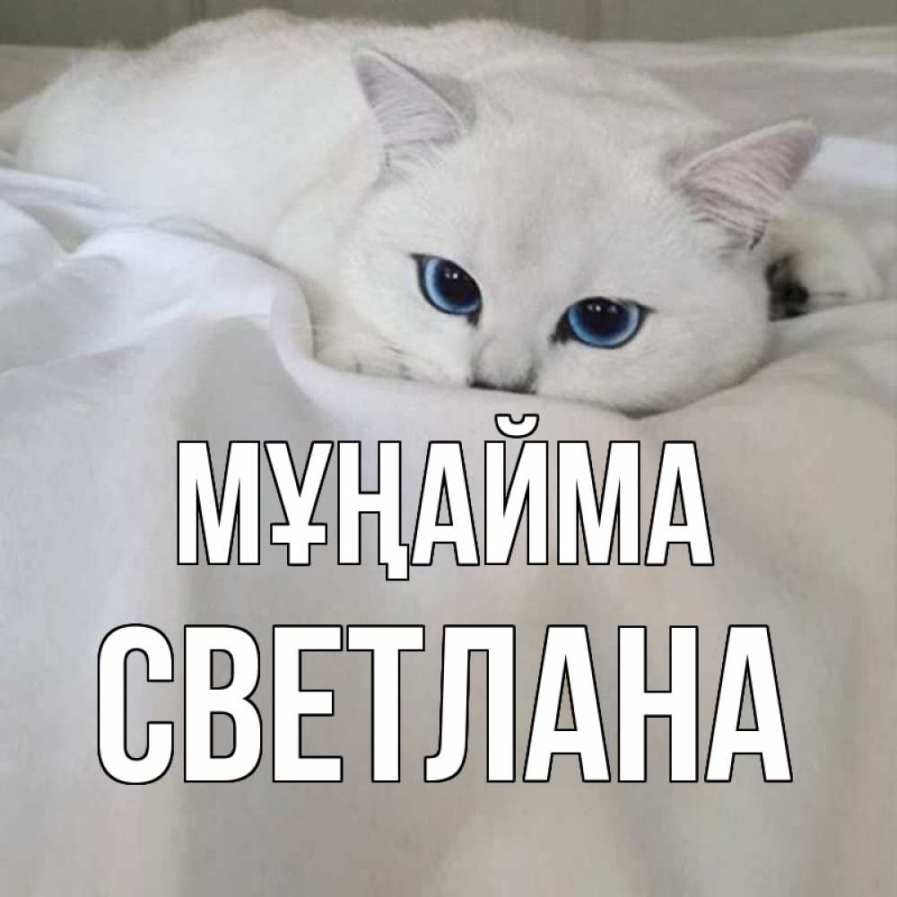 Күн сайын ашық хат с именем, Светлана Мұңайма белый кот с голубыми глазами на белоснежной кровати Онлайн тегін жүктеп алу тілектері бар керемет карта 