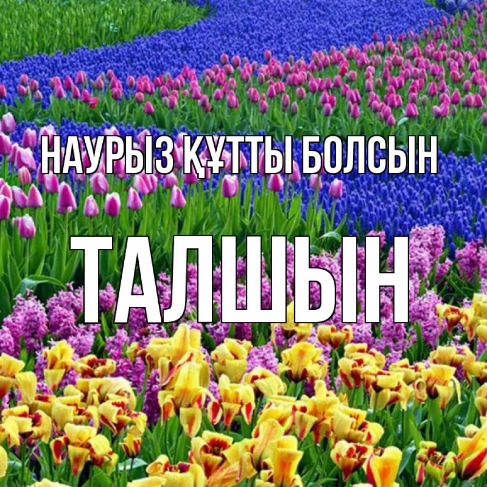 Күн сайын ашық хат с именем, ТАЛШЫН Наурыз құтты болсын цветы Онлайн тегін жүктеп алу тілектері бар керемет карта 