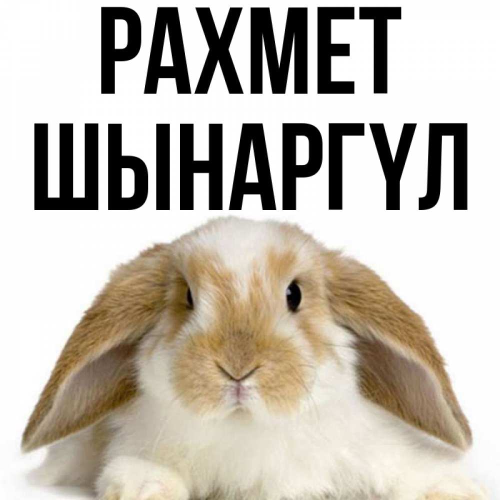 Күн сайын ашық хат с именем, ШЫНАРГҮЛ рахмет коричнево белый заяц Онлайн тегін жүктеп алу тілектері бар керемет карта 