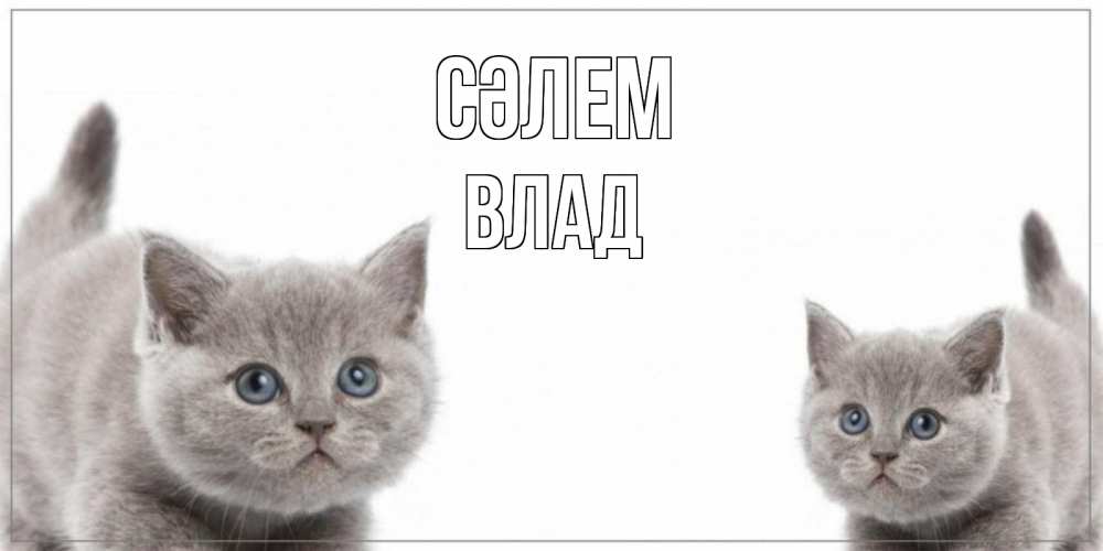 Күн сайын ашық хат с именем, Влад Сәлем коты Онлайн тегін жүктеп алу тілектері бар керемет карта 