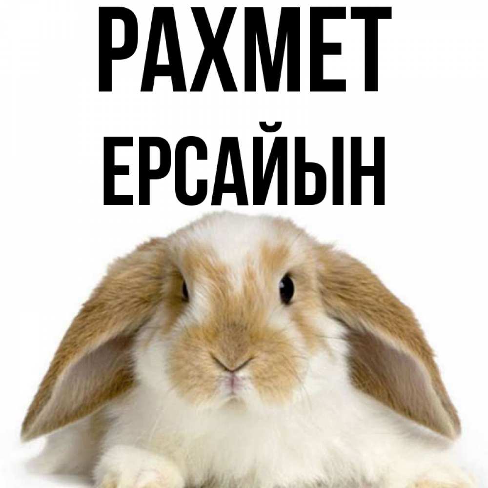 Күн сайын ашық хат с именем, Ерсайын рахмет коричнево белый заяц Онлайн тегін жүктеп алу тілектері бар керемет карта 