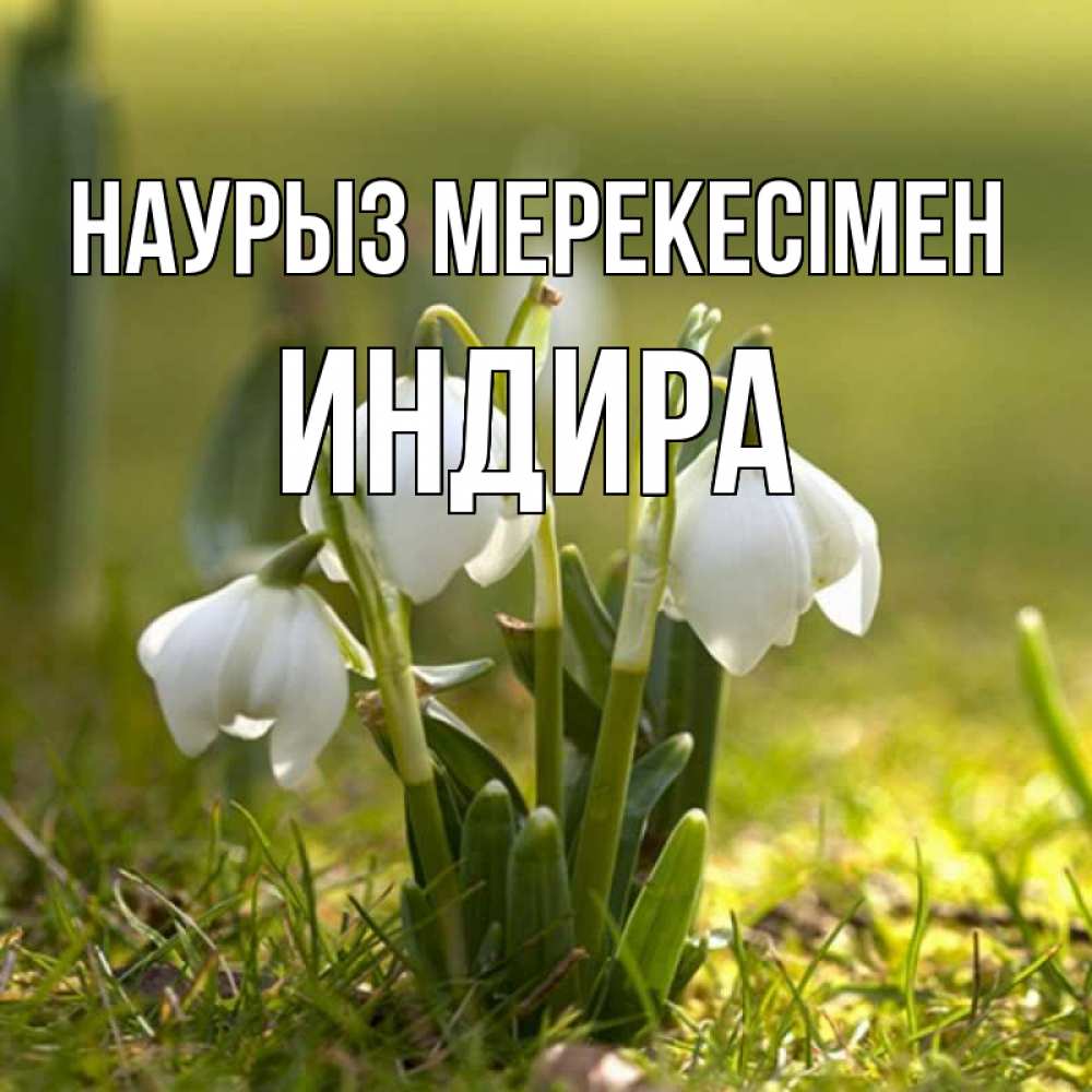 Күн сайын ашық хат с именем, ИНДИРА Наурыз мерекесімен ранние цветы 2 Онлайн тегін жүктеп алу тілектері бар керемет карта 