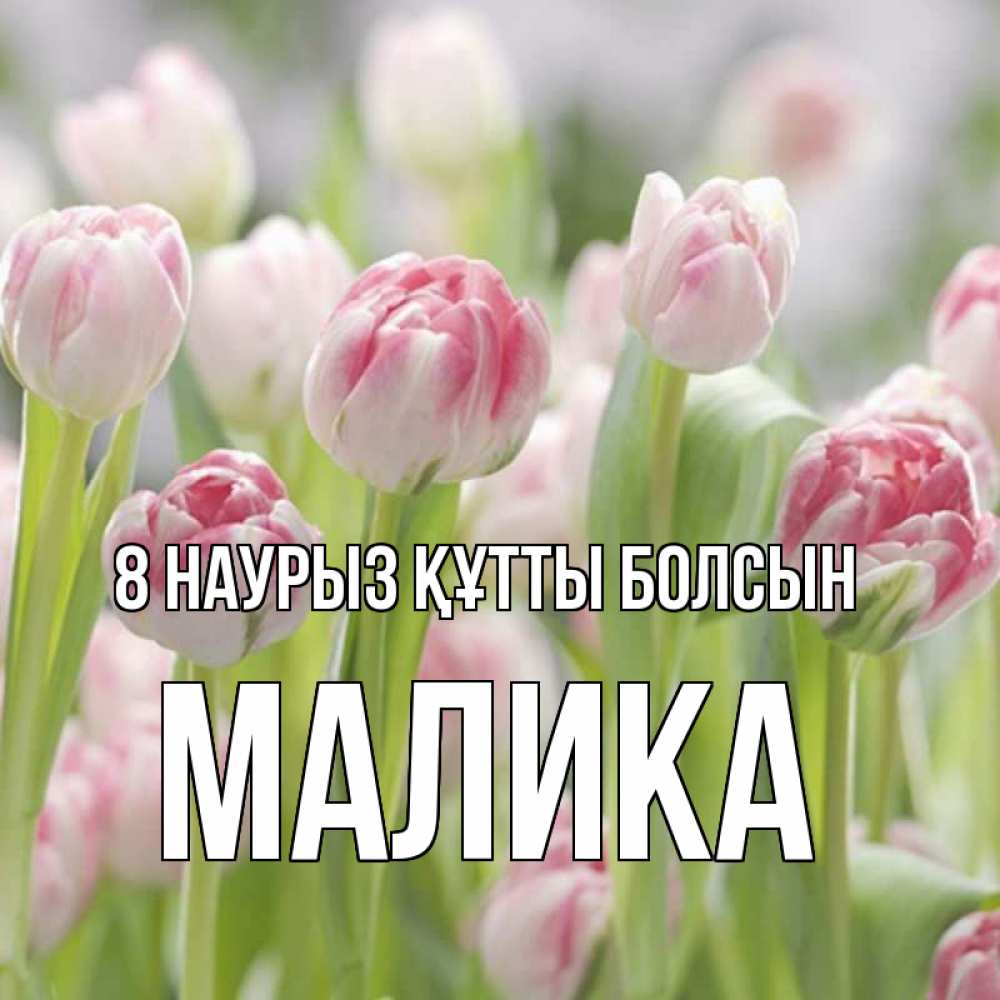 Күн сайын ашық хат с именем, Малика 8 наурыз құтты болсын цветы Онлайн тегін жүктеп алу тілектері бар керемет карта 