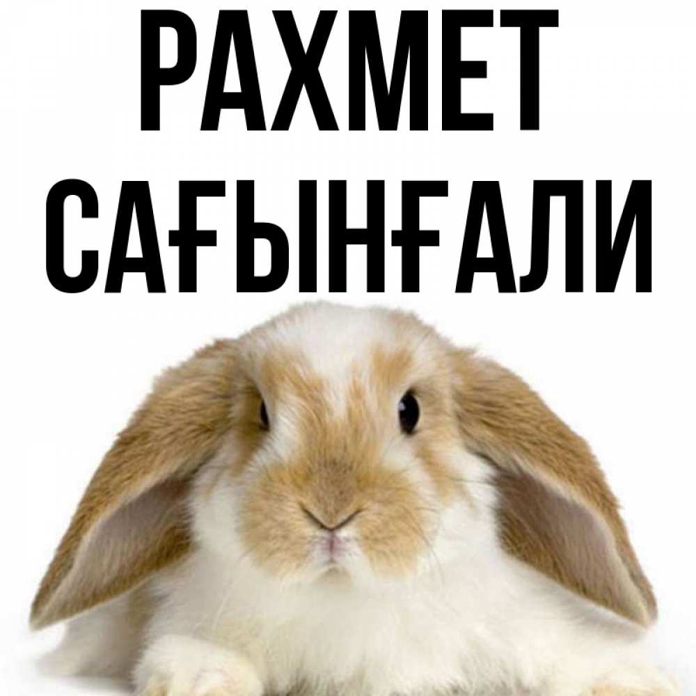 Күн сайын ашық хат с именем, Сағынғали рахмет коричнево белый заяц Онлайн тегін жүктеп алу тілектері бар керемет карта 