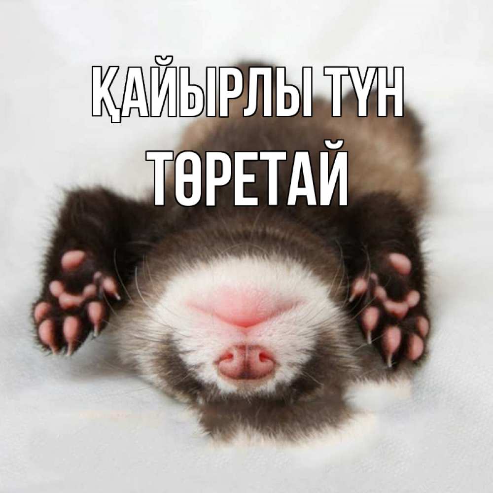 Күн сайын ашық хат с именем, Төретай Қайырлы түн зверек Онлайн тегін жүктеп алу тілектері бар керемет карта 