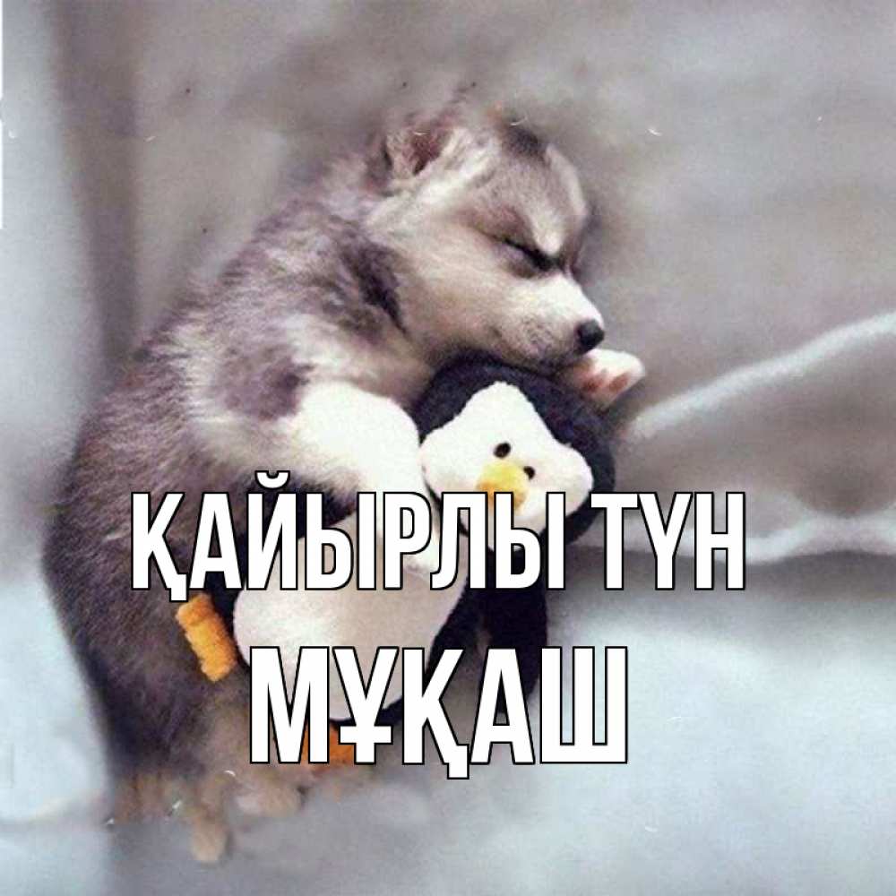 Күн сайын ашық хат с именем, Мұқаш Қайырлы түн обнимашки щенка и пингвина Онлайн тегін жүктеп алу тілектері бар керемет карта 