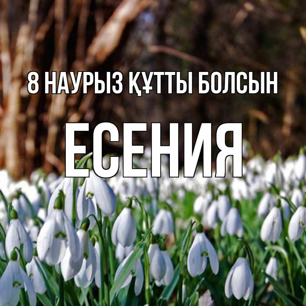 Күн сайын ашық хат с именем, Есения 8 наурыз құтты болсын с подснежниками 1 Онлайн тегін жүктеп алу тілектері бар керемет карта 