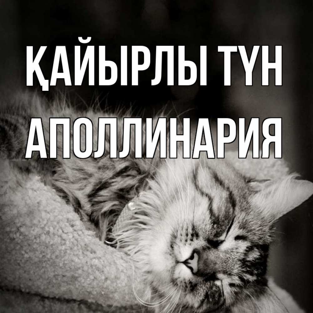 Күн сайын ашық хат с именем, Аполлинария Қайырлы түн котярик пушистый Онлайн тегін жүктеп алу тілектері бар керемет карта 