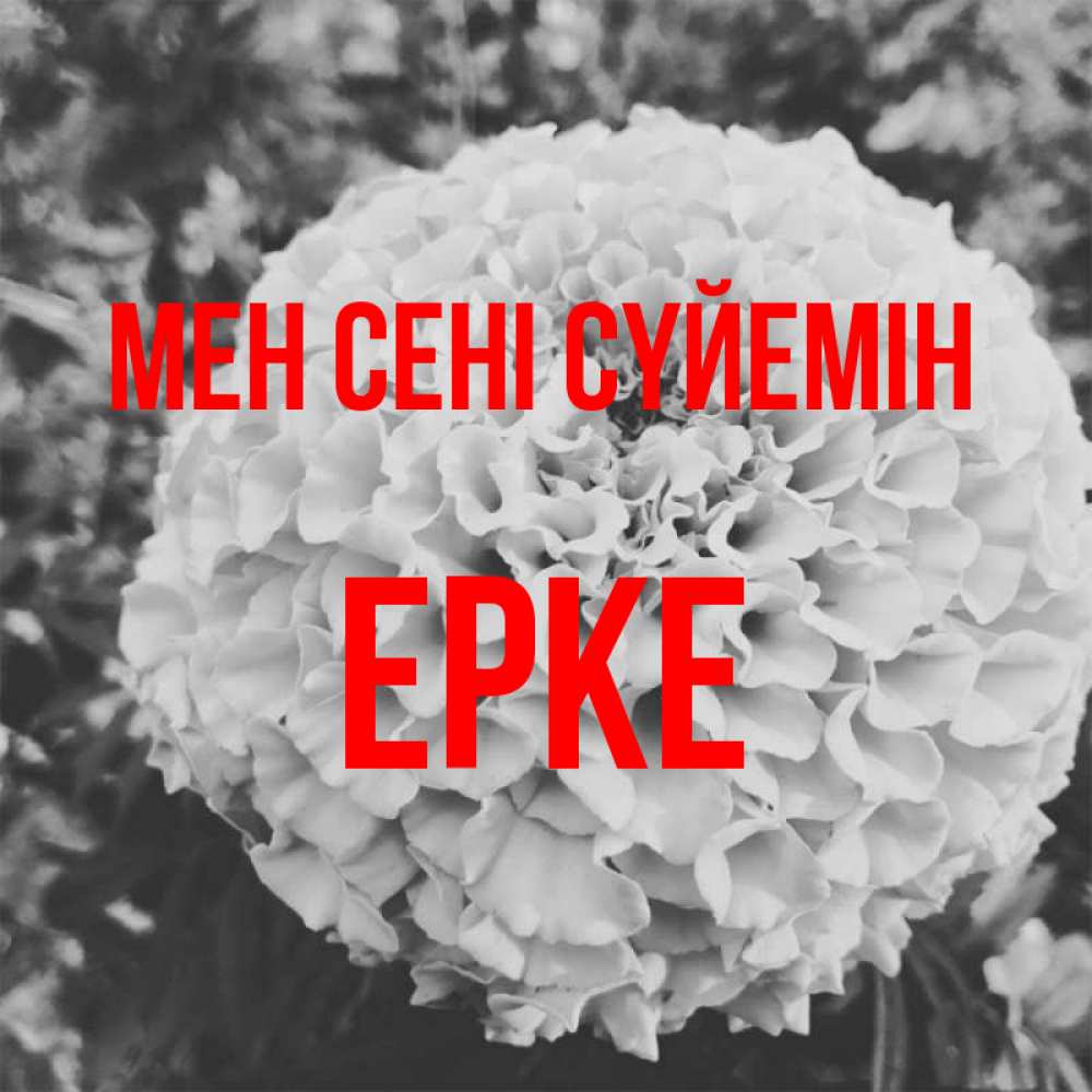 Күн сайын ашық хат с именем, ЕРКЕ Мен сені сүйемін подпись Онлайн тегін жүктеп алу тілектері бар керемет карта 
