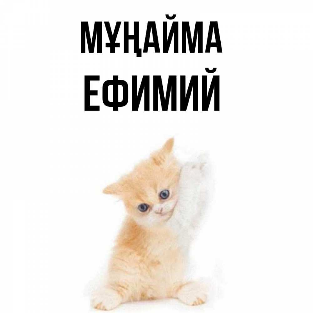 Күн сайын ашық хат с именем, Ефимий Мұңайма просящий кот Онлайн тегін жүктеп алу тілектері бар керемет карта 