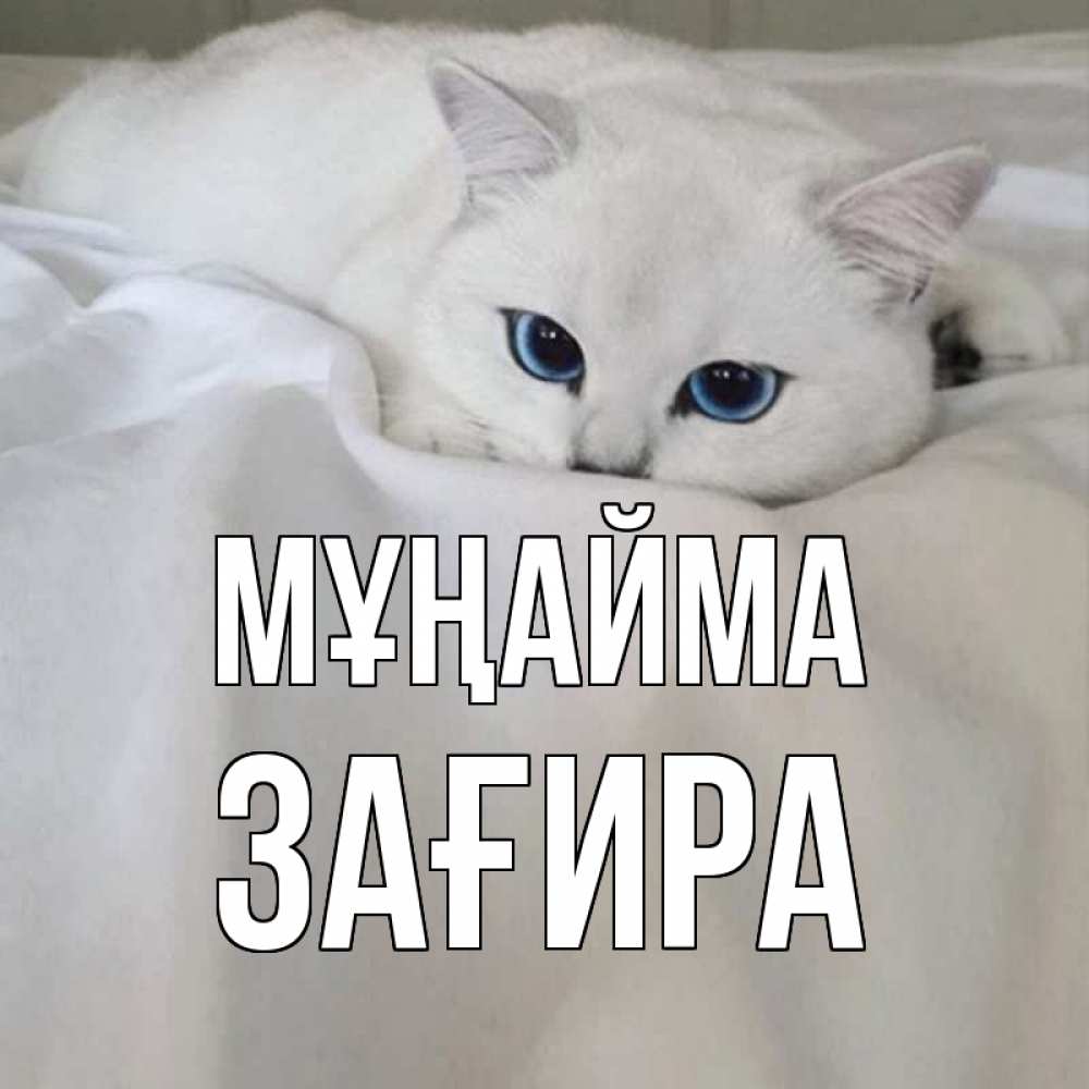 Күн сайын ашық хат с именем, ЗАҒИРА Мұңайма белый кот с голубыми глазами на белоснежной кровати Онлайн тегін жүктеп алу тілектері бар керемет карта 