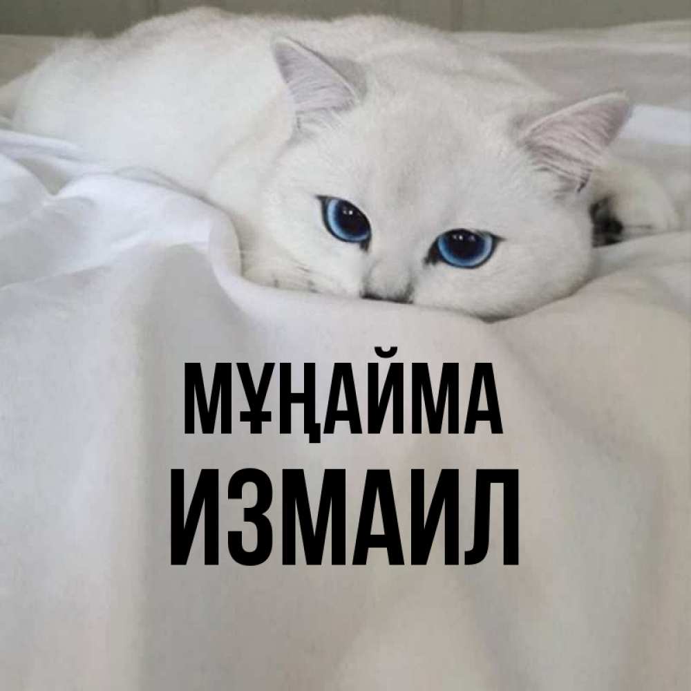 Күн сайын ашық хат с именем, Измаил Мұңайма Голубоглазая кошка Онлайн тегін жүктеп алу тілектері бар керемет карта 
