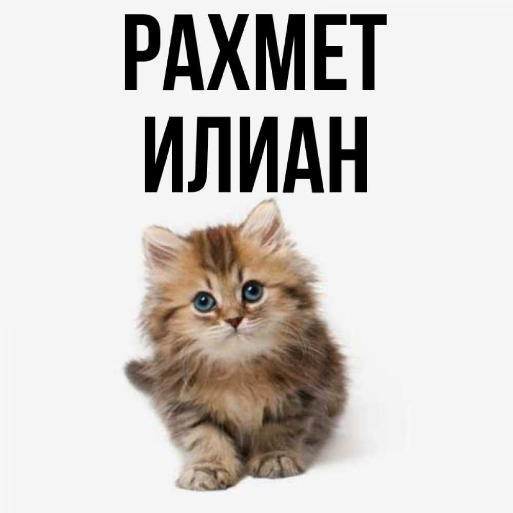 Күн сайын ашық хат с именем, Илиан рахмет пушистый котик Онлайн тегін жүктеп алу тілектері бар керемет карта 