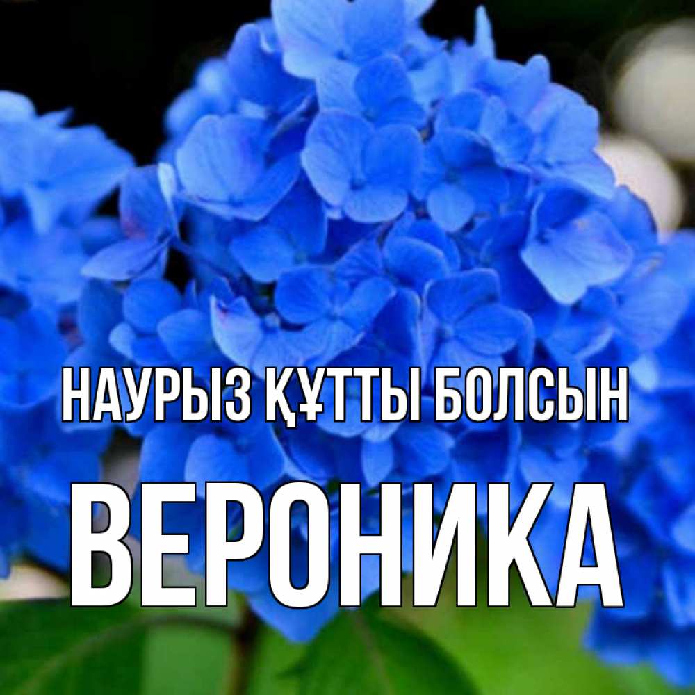 Күн сайын ашық хат с именем, Вероника Наурыз құтты болсын синие цветы Онлайн тегін жүктеп алу тілектері бар керемет карта 