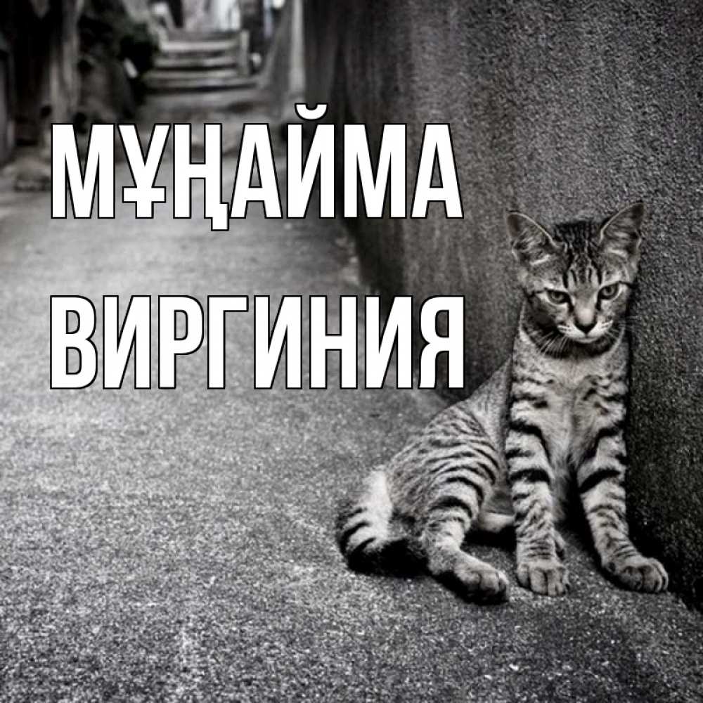 Күн сайын ашық хат с именем, Виргиния Мұңайма скучающий котик Онлайн тегін жүктеп алу тілектері бар керемет карта 