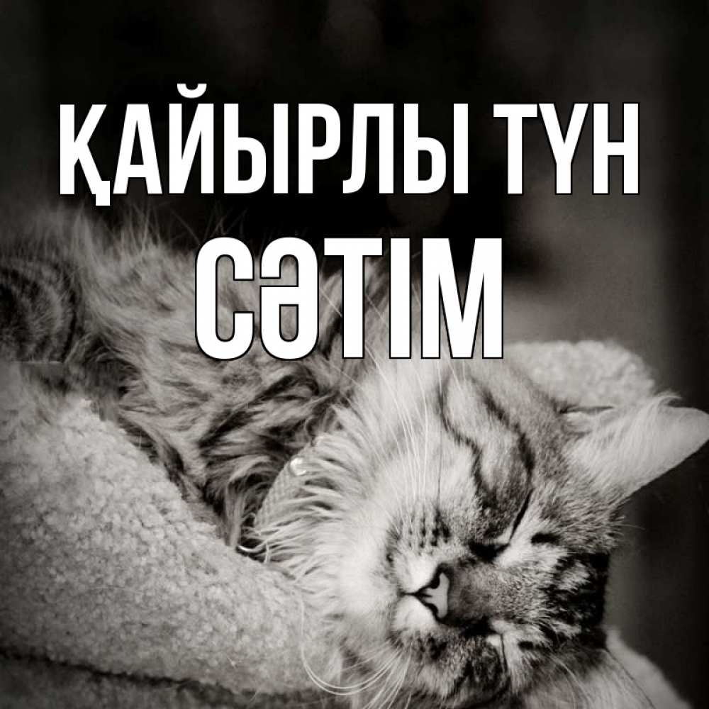 Күн сайын ашық хат с именем, СӘТІМ Қайырлы түн котярик пушистый Онлайн тегін жүктеп алу тілектері бар керемет карта 