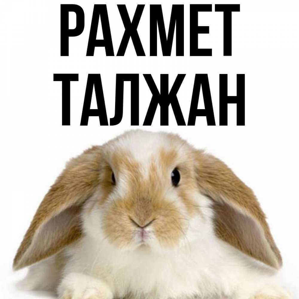 Күн сайын ашық хат с именем, ТАЛЖАН рахмет коричнево белый заяц Онлайн тегін жүктеп алу тілектері бар керемет карта 