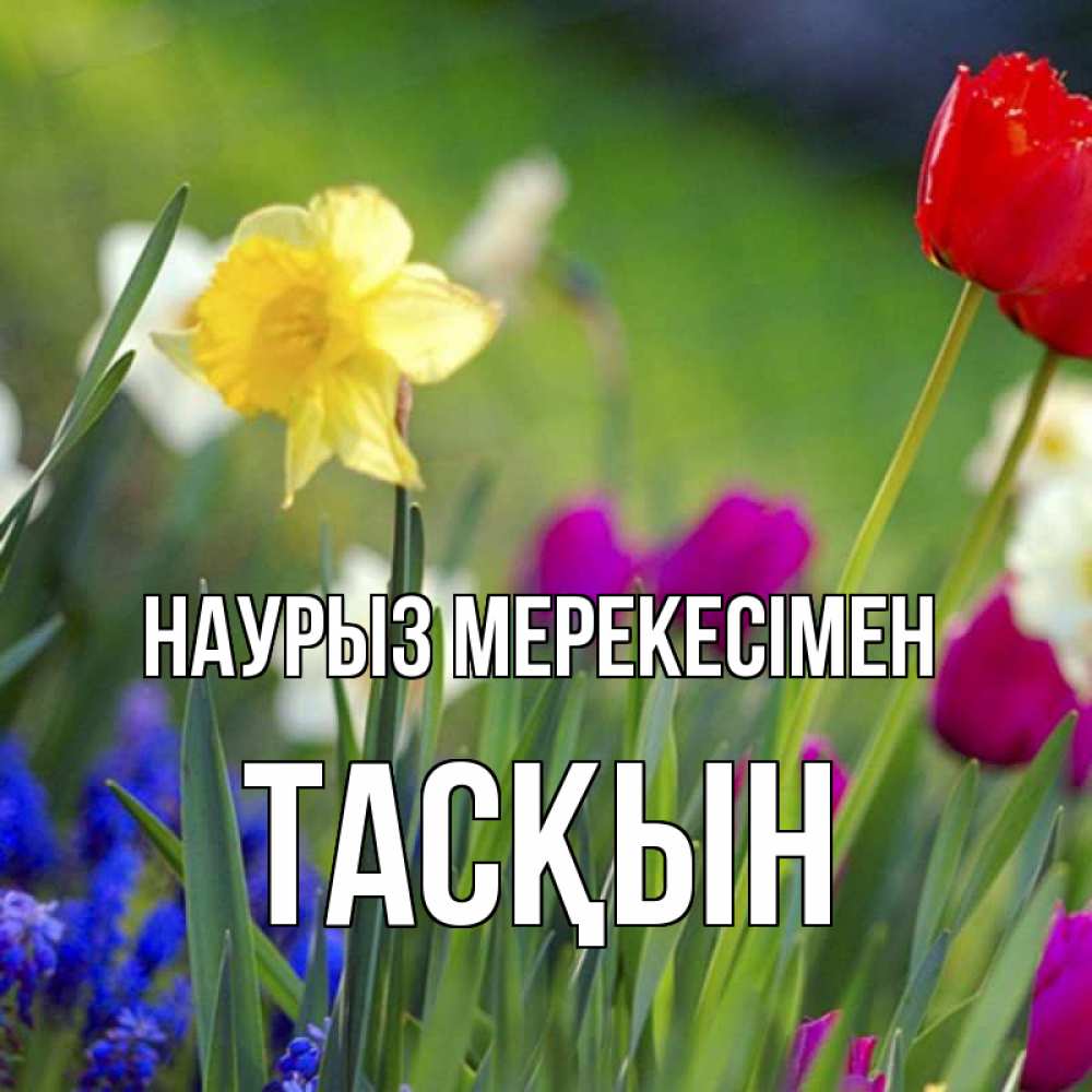 Күн сайын ашық хат с именем, ТАСҚЫН Наурыз мерекесімен праздник весны наурыз 3 Онлайн тегін жүктеп алу тілектері бар керемет карта 