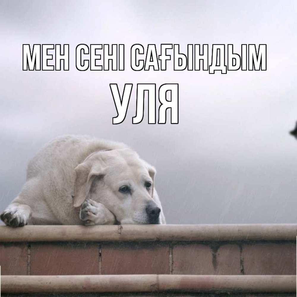 Күн сайын ашық хат с именем, Уля Мен сені сағындым ждет Онлайн тегін жүктеп алу тілектері бар керемет карта 