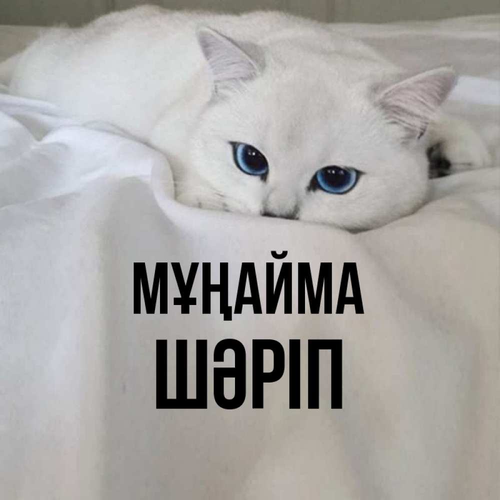 Күн сайын ашық хат с именем, ШӘРІП Мұңайма Голубоглазая кошка Онлайн тегін жүктеп алу тілектері бар керемет карта 