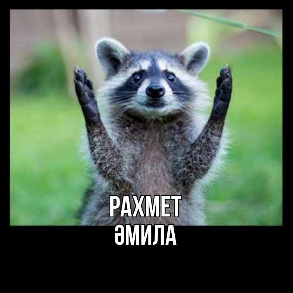 Күн сайын ашық хат с именем, ӘМИЛА рахмет милые животные Онлайн тегін жүктеп алу тілектері бар керемет карта 
