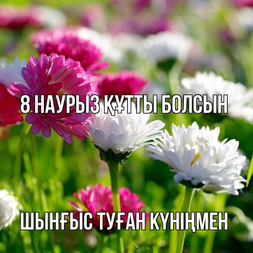 Картинка 8 наурыз құтты болсын, ШЫНҒЫС! ТУҒАН КҮНІҢМЕН!