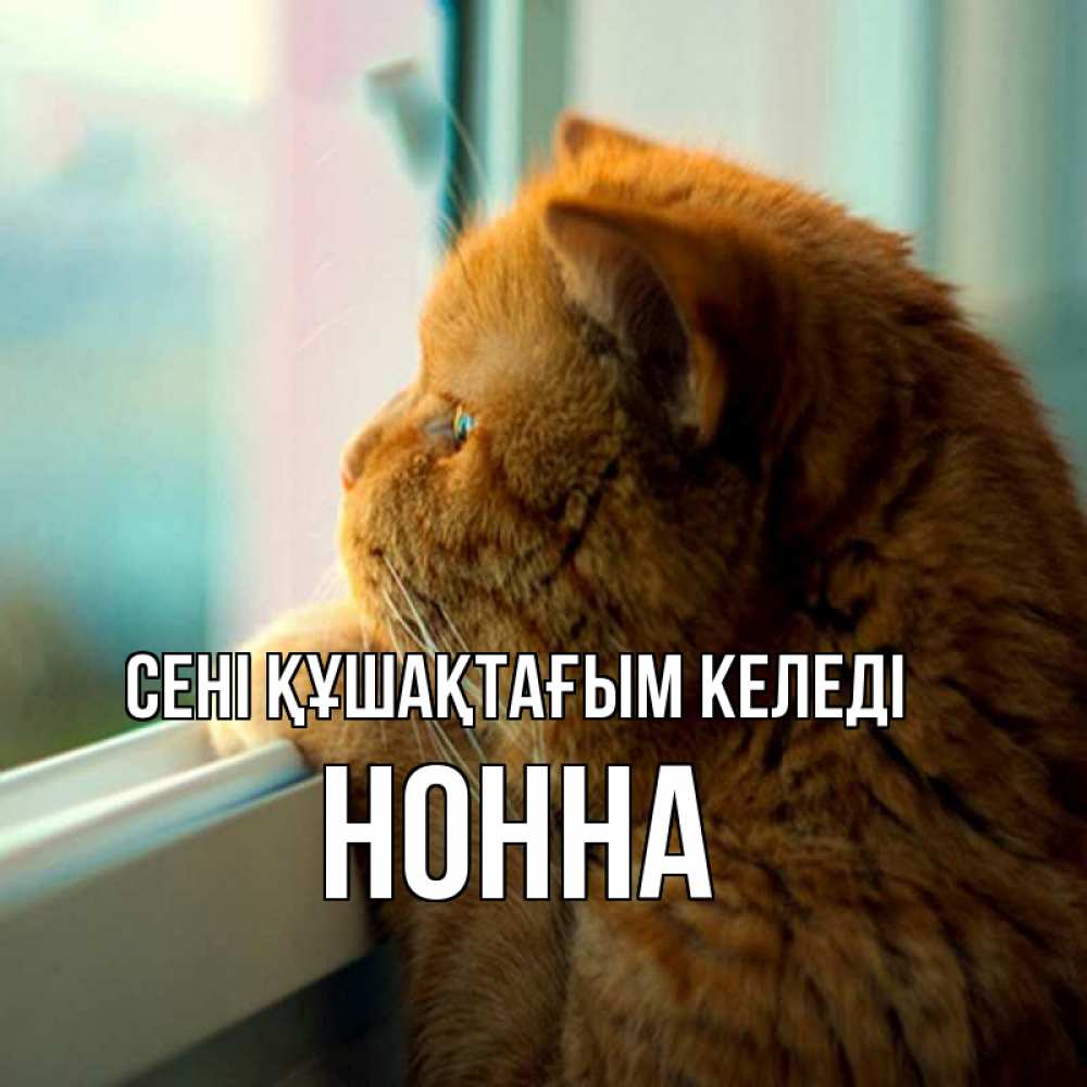 Күн сайын ашық хат с именем, Нонна сені құшақтағым келеді большой огромный рыжий котяра Онлайн тегін жүктеп алу тілектері бар керемет карта 