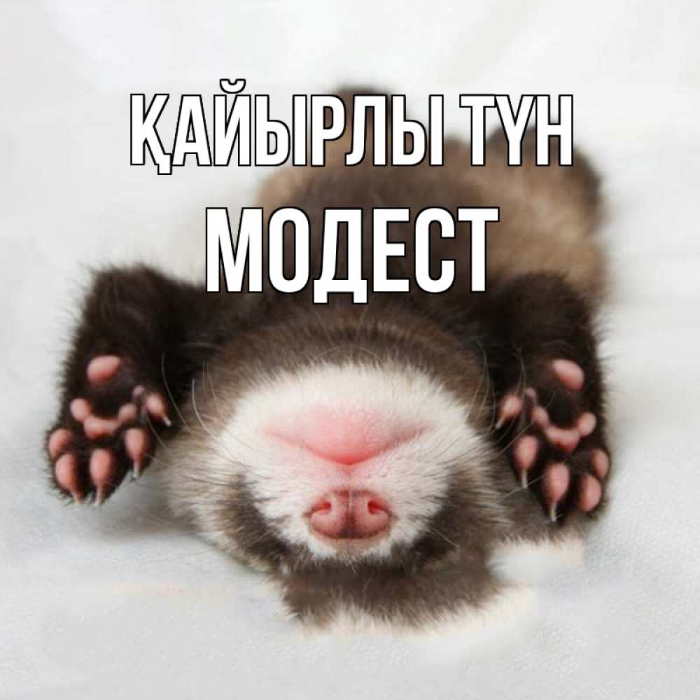 Күн сайын ашық хат с именем, Модест Қайырлы түн зверек Онлайн тегін жүктеп алу тілектері бар керемет карта 