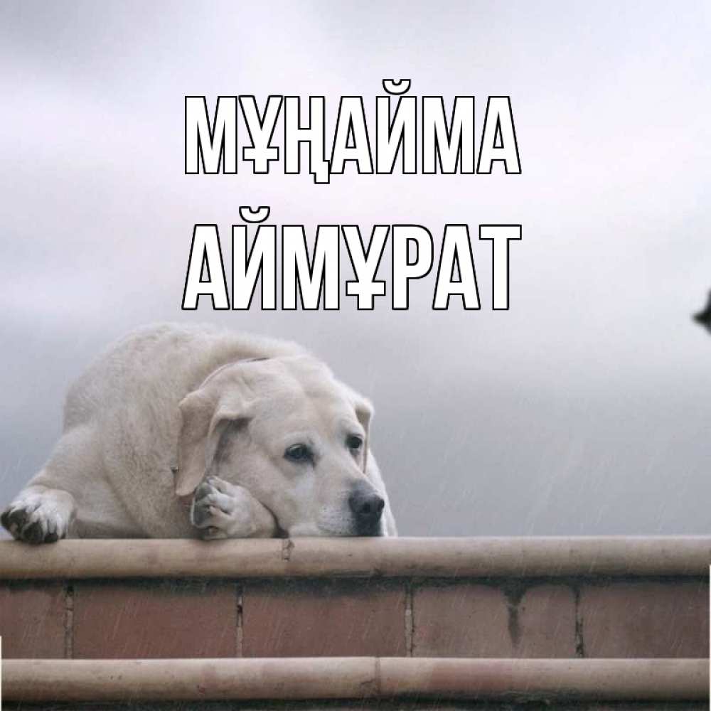 Күн сайын ашық хат с именем, Аймұрат Мұңайма белый пес 1 Онлайн тегін жүктеп алу тілектері бар керемет карта 