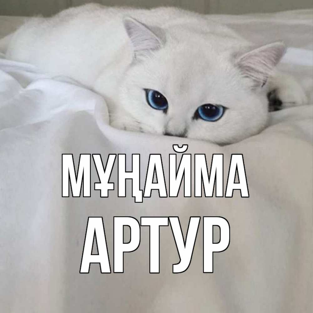 Күн сайын ашық хат с именем, Артур Мұңайма белый кот с голубыми глазами на белоснежной кровати Онлайн тегін жүктеп алу тілектері бар керемет карта 