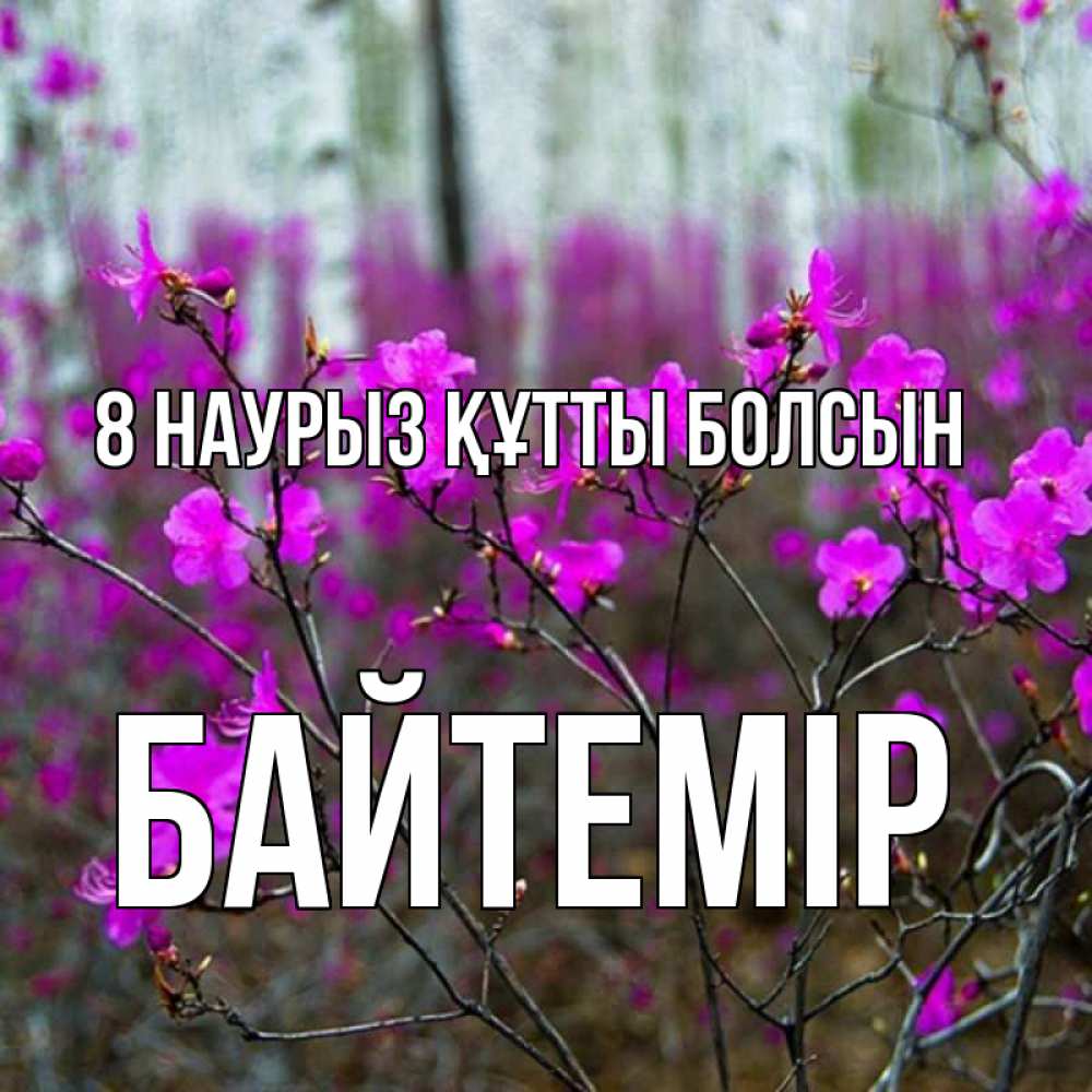 Күн сайын ашық хат с именем, Байтемір 8 наурыз құтты болсын дикие цветы Онлайн тегін жүктеп алу тілектері бар керемет карта 
