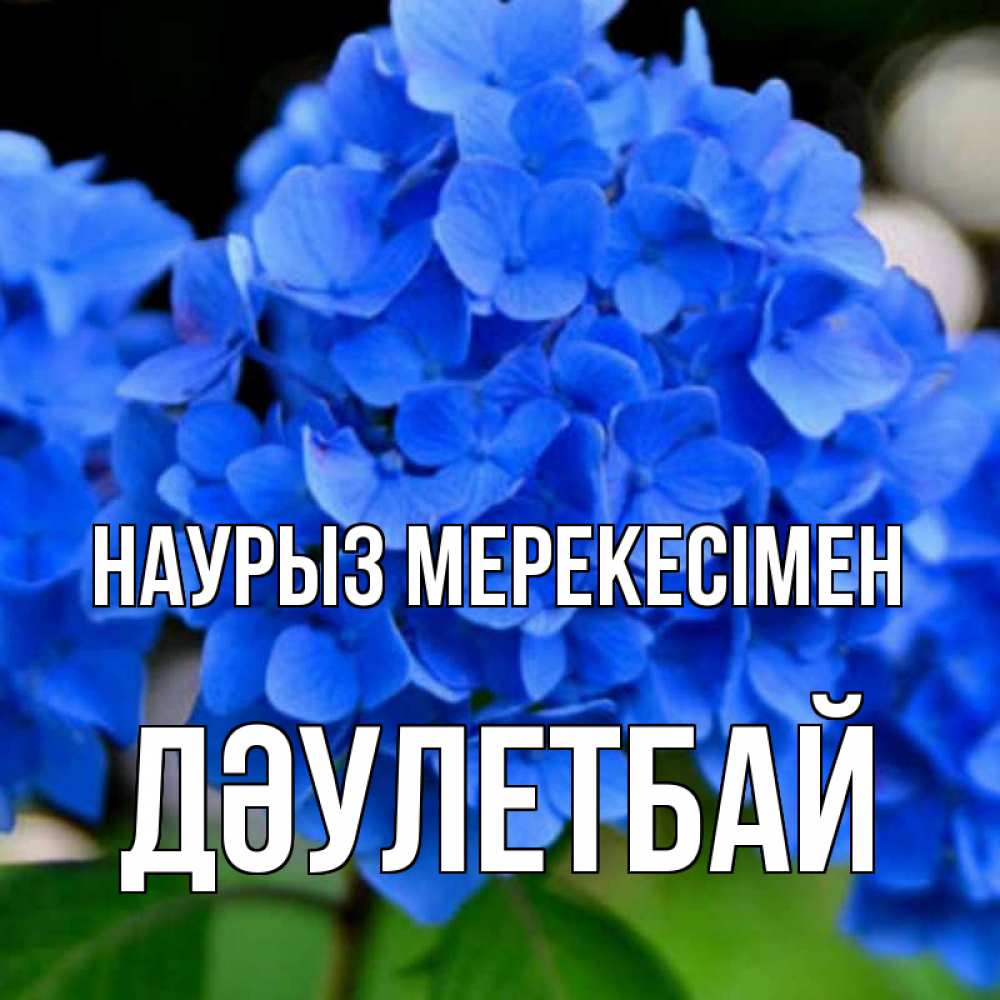 Күн сайын ашық хат с именем, Дәулетбай Наурыз мерекесімен синие цветы Онлайн тегін жүктеп алу тілектері бар керемет карта 