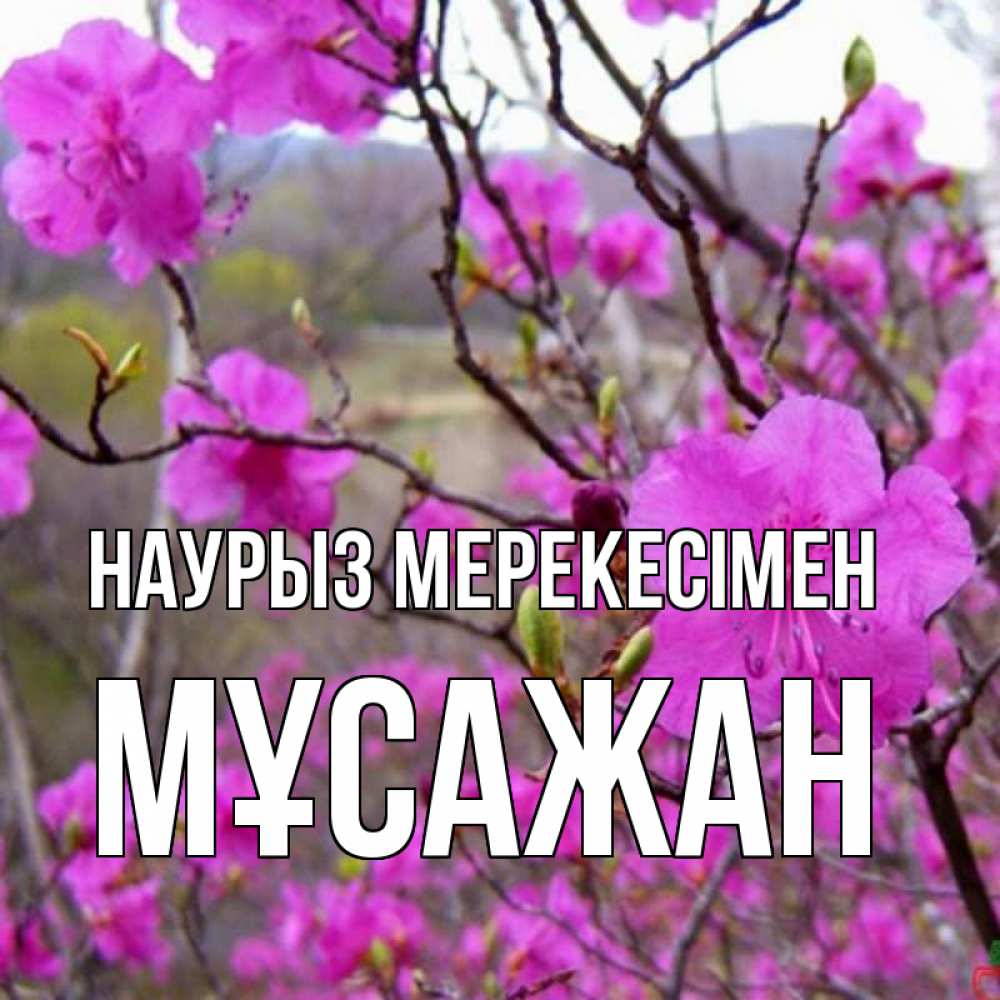Күн сайын ашық хат с именем, Мұсажан Наурыз мерекесімен праздник весны наурыз Онлайн тегін жүктеп алу тілектері бар керемет карта 
