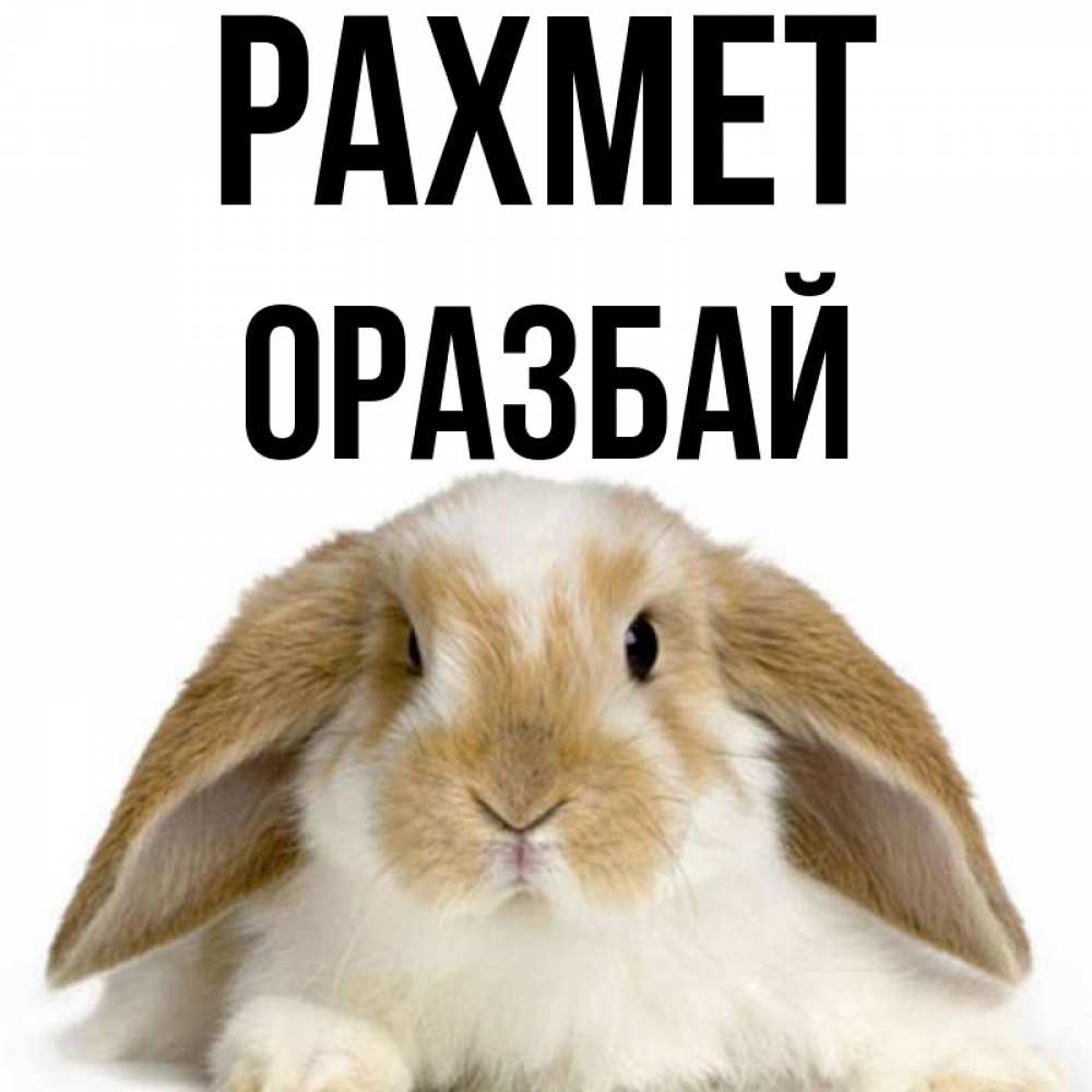 Күн сайын ашық хат с именем, ОРАЗБАЙ рахмет коричнево белый заяц Онлайн тегін жүктеп алу тілектері бар керемет карта 