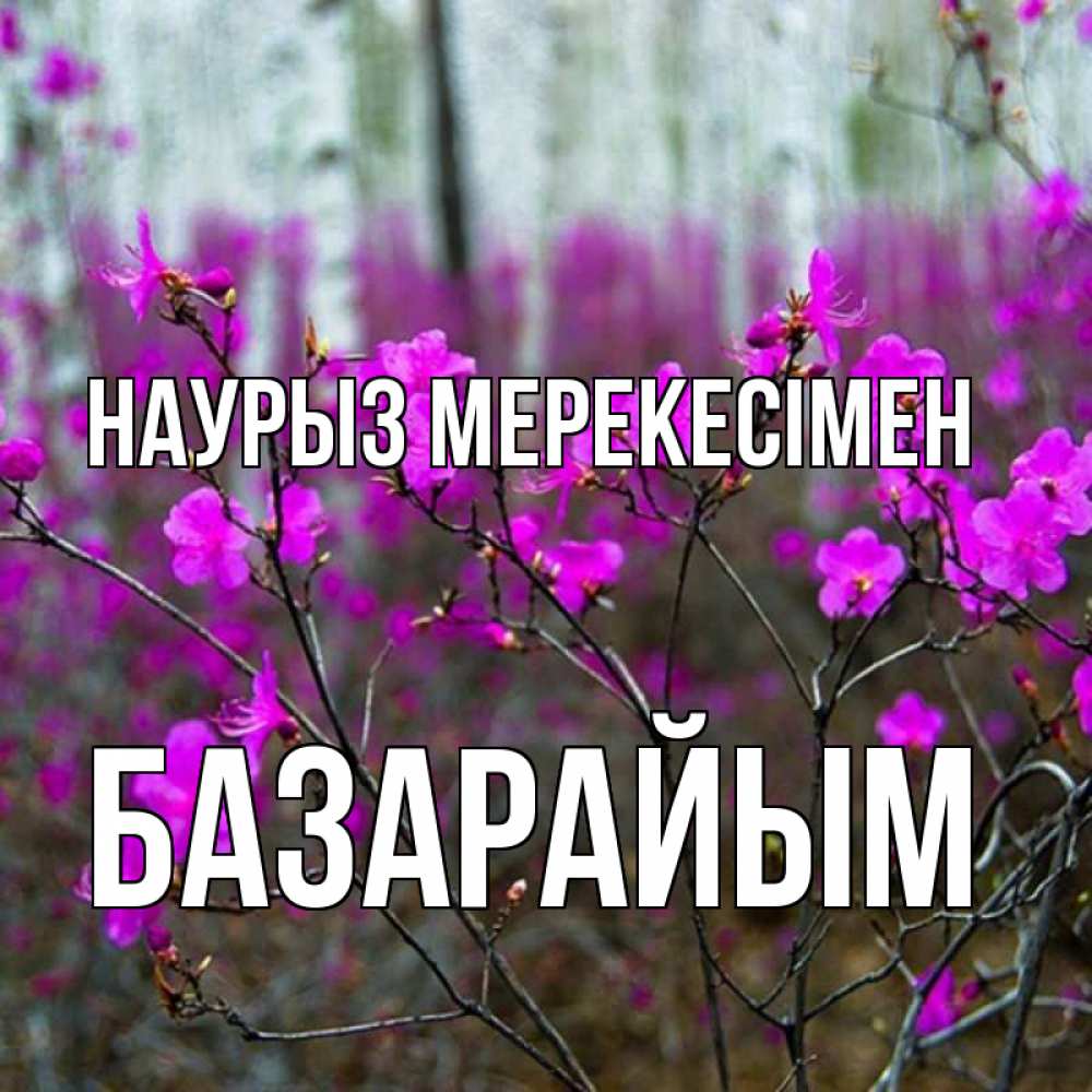 Күн сайын ашық хат с именем, БАЗАРАЙЫМ Наурыз мерекесімен дикие цветы Онлайн тегін жүктеп алу тілектері бар керемет карта 