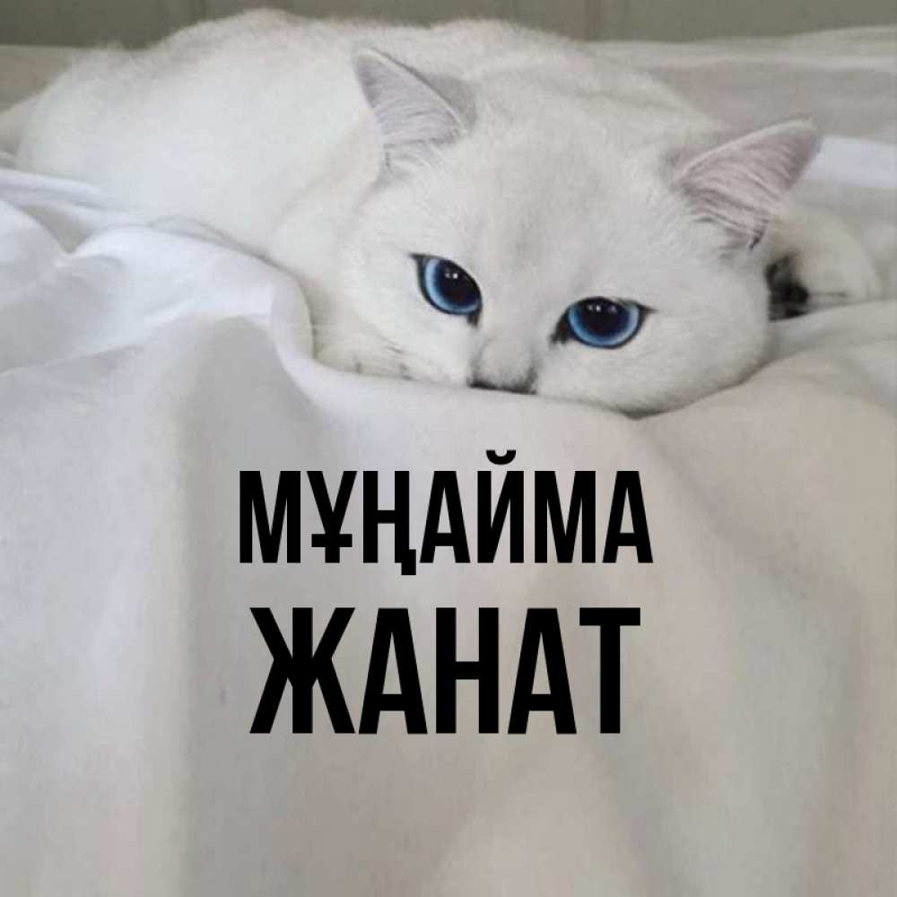 Күн сайын ашық хат с именем, Жанат Мұңайма Голубоглазая кошка Онлайн тегін жүктеп алу тілектері бар керемет карта 