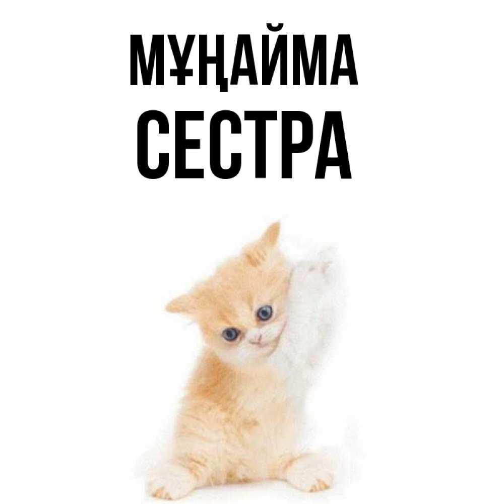 Күн сайын ашық хат с именем, Сестра Мұңайма просящий кот Онлайн тегін жүктеп алу тілектері бар керемет карта 