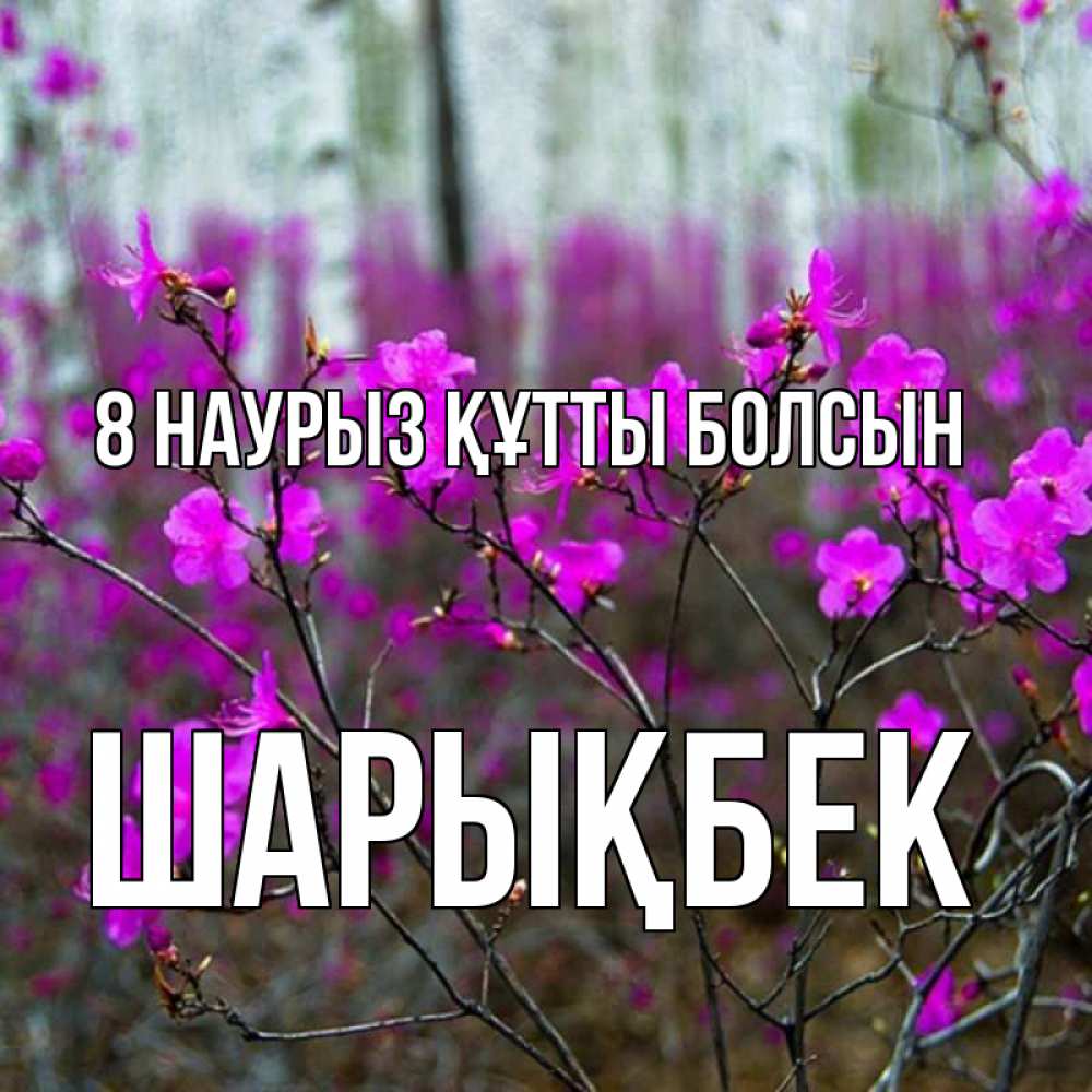 Күн сайын ашық хат с именем, ШАРЫҚБЕК 8 наурыз құтты болсын дикие цветы Онлайн тегін жүктеп алу тілектері бар керемет карта 