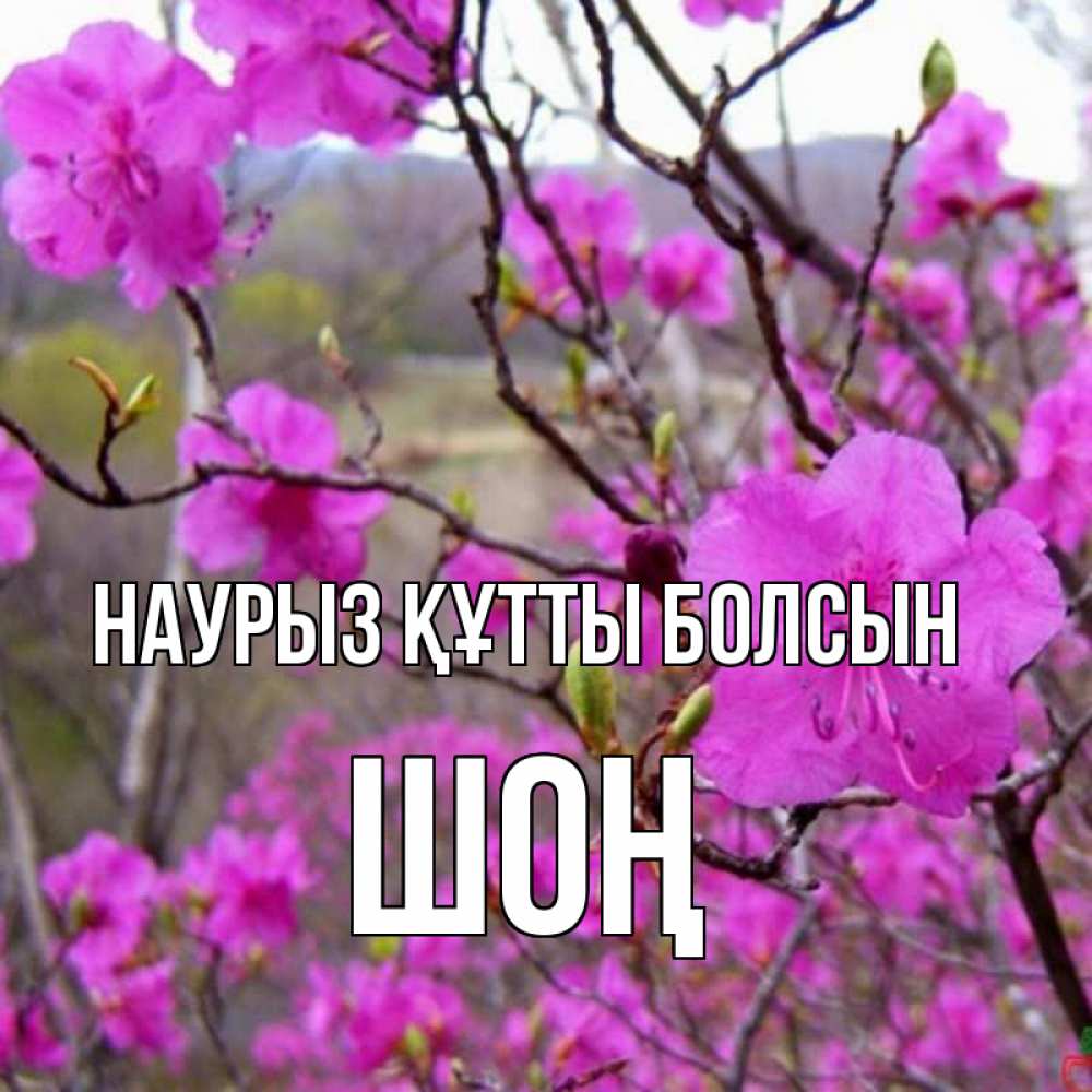 Күн сайын ашық хат с именем, ШОҢ Наурыз құтты болсын наурыз мейрамы кутты болсын Онлайн тегін жүктеп алу тілектері бар керемет карта 