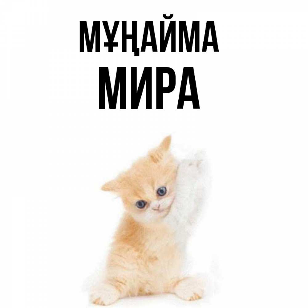 Күн сайын ашық хат с именем, МИРА Мұңайма просящий кот Онлайн тегін жүктеп алу тілектері бар керемет карта 