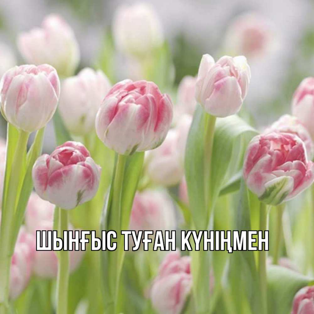 Картинка  с именем , ШЫНҒЫС! ТУҒАН КҮНІҢМЕН!